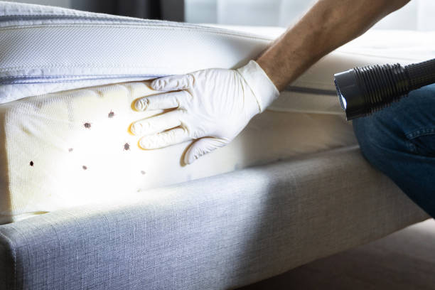 Best Emergency Pest Control  in Scottsdale, AZ