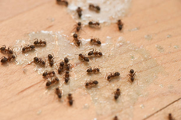 Best Pest Removal Services  in Scottsdale, AZ