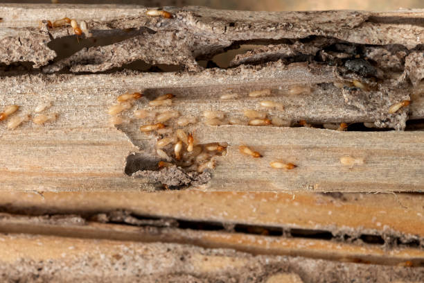 Insect Control in Scottsdale, AZ