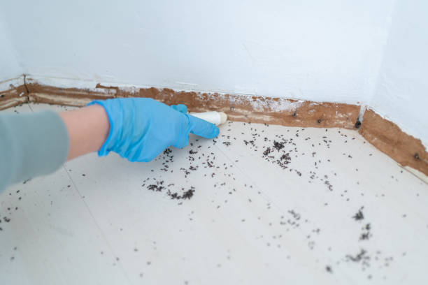 Pest Control Cost in Scottsdale, AZ